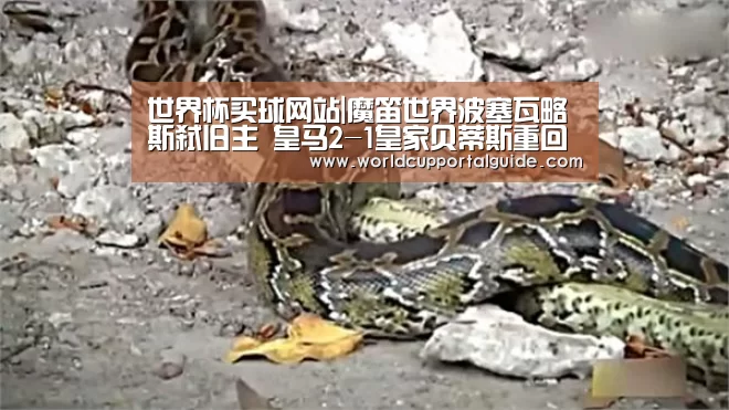 世界杯买球网站|魔笛世界波塞瓦略斯弑旧主 皇马2-1皇家贝蒂斯重回西甲前四(图1) 2026世界杯
